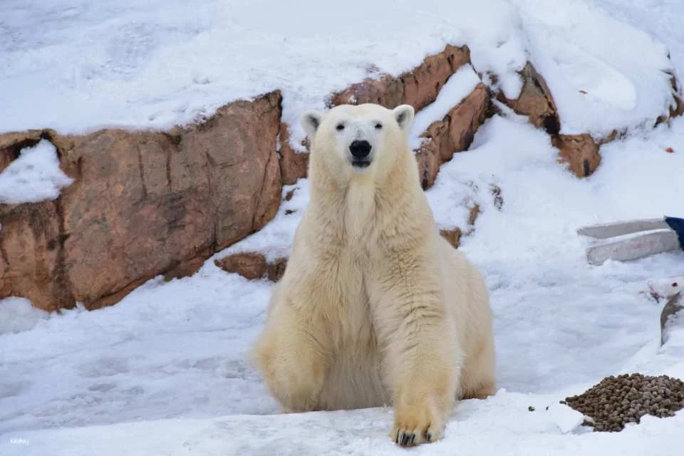 Oga Aquarium GAO Admission Ticket in Akita | Japan
