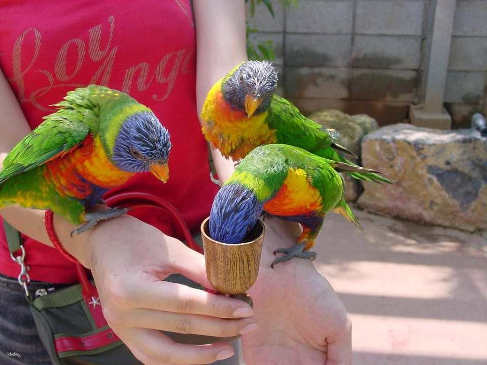 Okinawa Tropical Kingdom Story Fruit Paradise Admission Ticket + Mini Mango Shaved Ice Combo Ticket