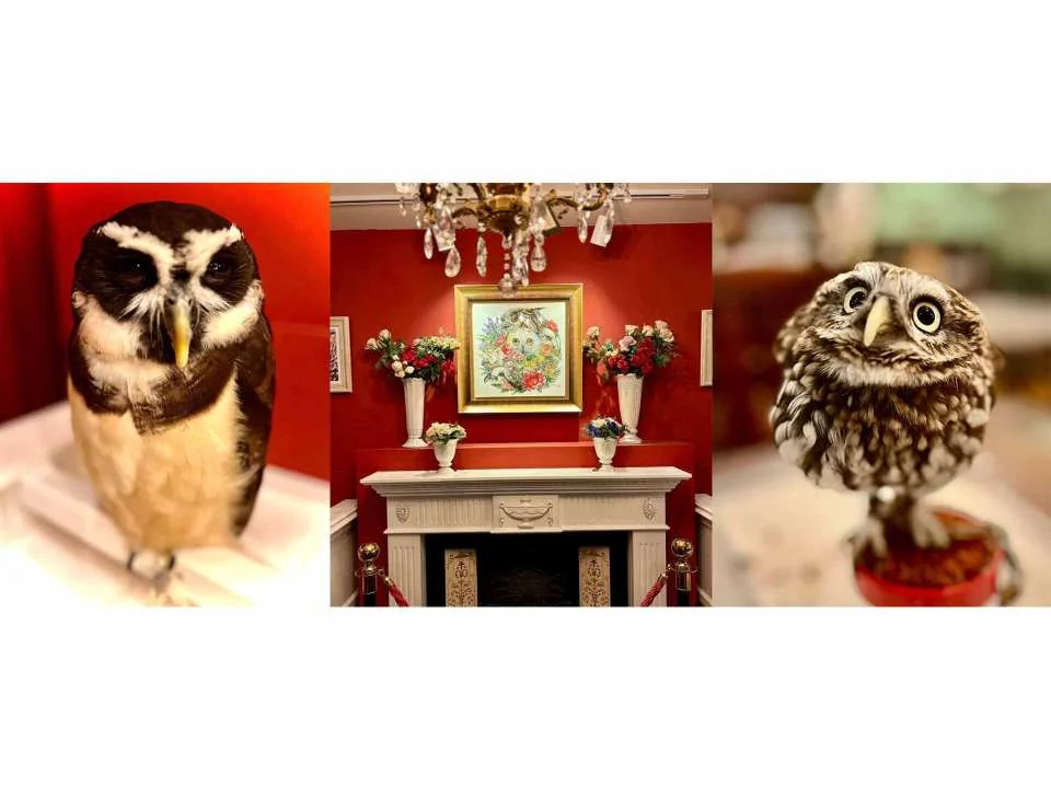 Owl Cafe Kamakura (Cute Creatures Museum) Admission Ticket (Kamakura City)