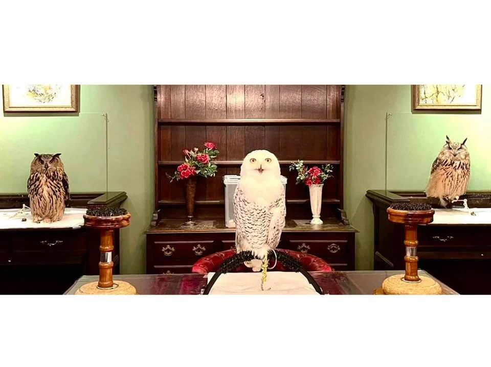 Owl Cafe Kamakura (Cute Creatures Museum) Admission Ticket (Kamakura City)