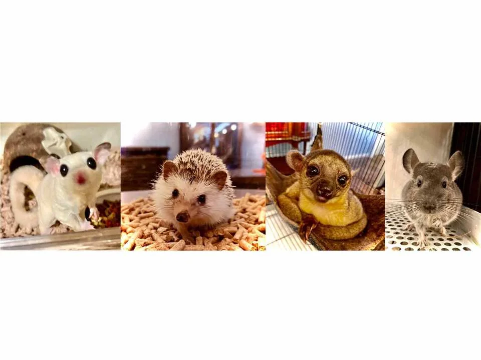 Owl Cafe Kamakura (Cute Creatures Museum) Admission Ticket (Kamakura City)