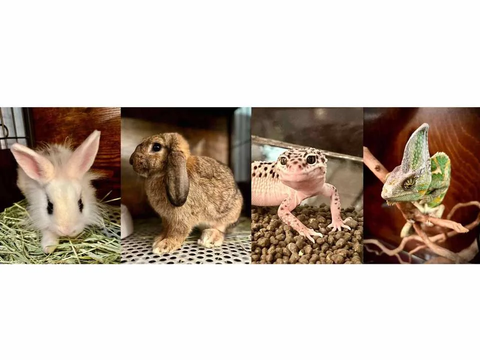 Owl Cafe Kamakura (Cute Creatures Museum) Admission Ticket (Kamakura City)