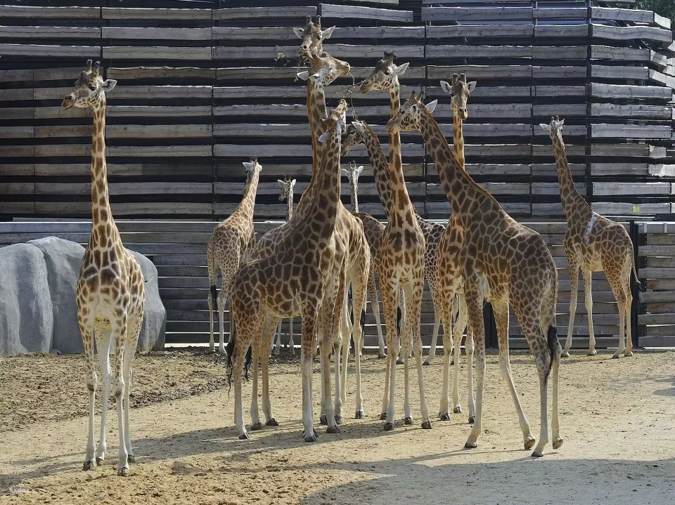 Paris Zoological Park: Entry Ticket | France