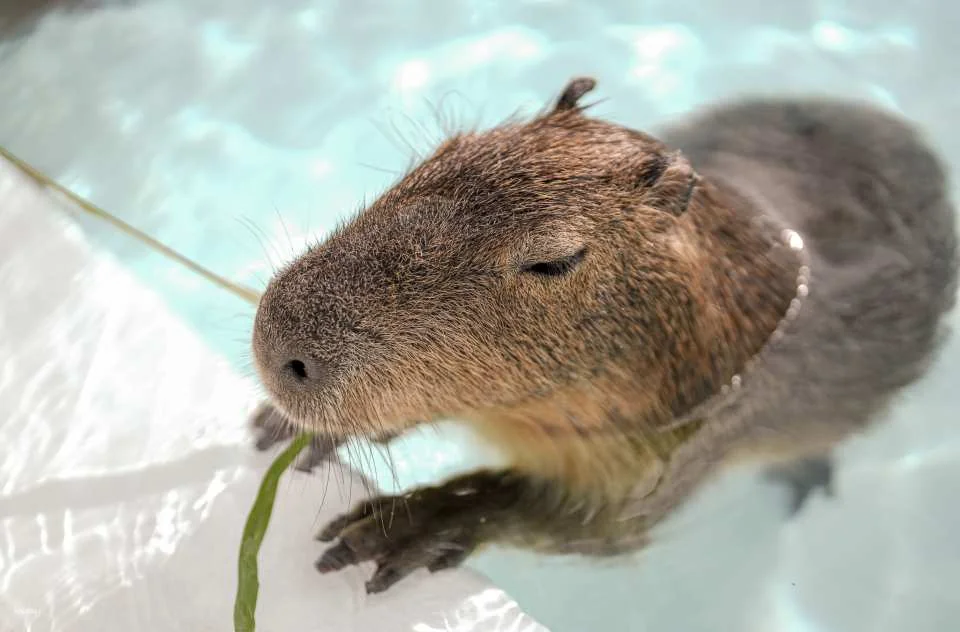 Pingtung Kenting Luyi Island Capybara Ecological Park Ticket