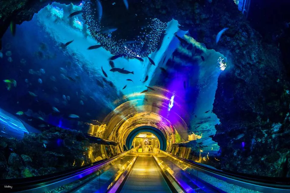 Pingtung National Museum of Marine Biology & Aquarium | Fish with You • Mini Guided Family Camp • Me and the Penguins in 0.1 Millimeters • Exploring the Intertidal Zone During the Day • Nighttime Tidal Wave Party