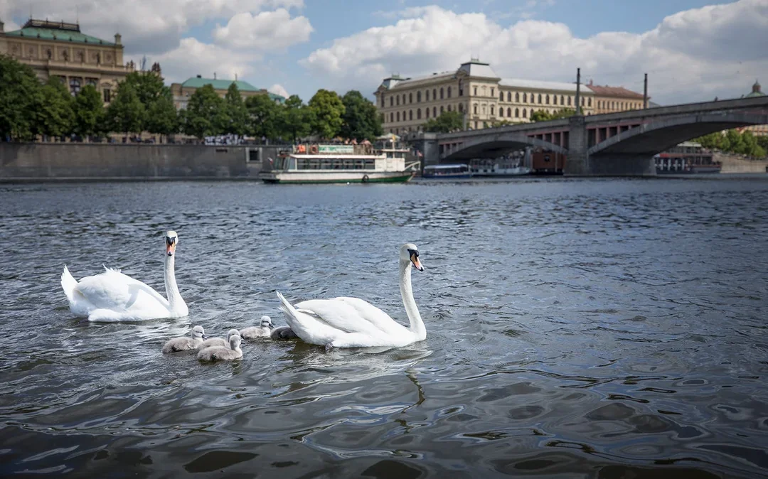 Prague Castle Complex Tour & Canal River Cruise Image 8