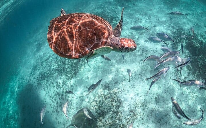 Private Guided Cenote and Sea Turtle Snorkeling Tour with Cultural Insights and No Shopping Stops Image 2