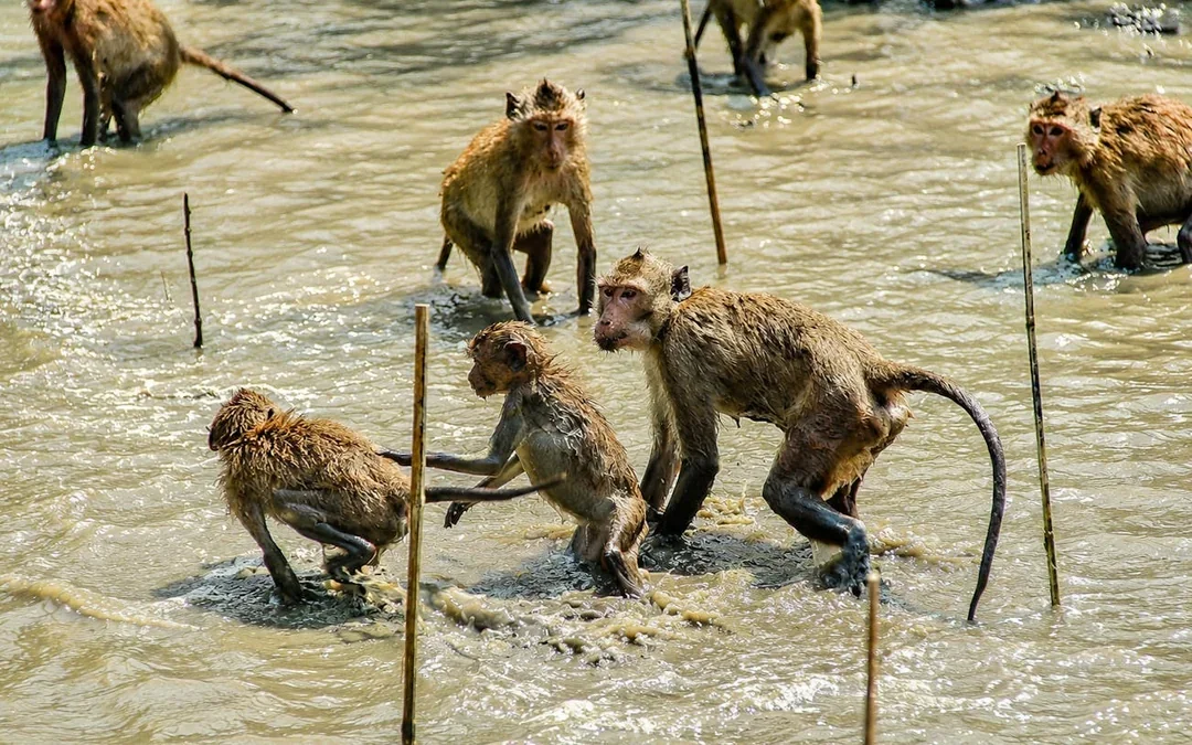 Private Tour: Amphawa Floating Market, Monkey Feeding & Trai Image 3
