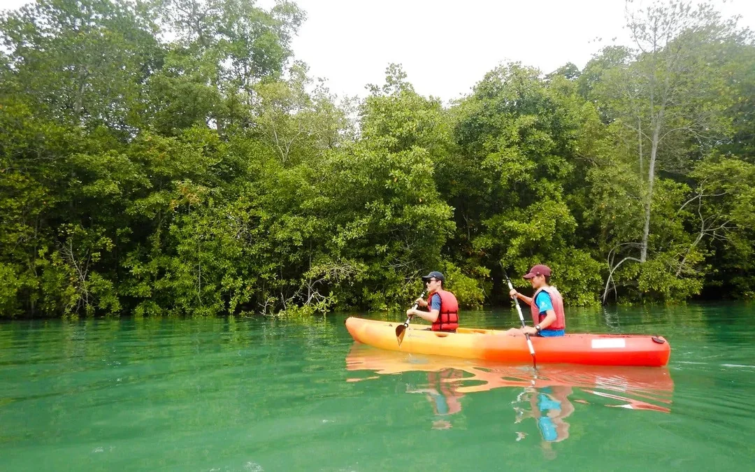 Pulau Ubin Mangrove Kayaking Adventure Image 4