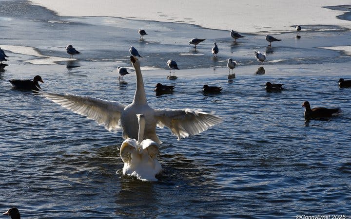 Reykjavik Guided Walking Tour of Landmarks and Hidden Gems with Icelandic Sweets Tasting Image 2