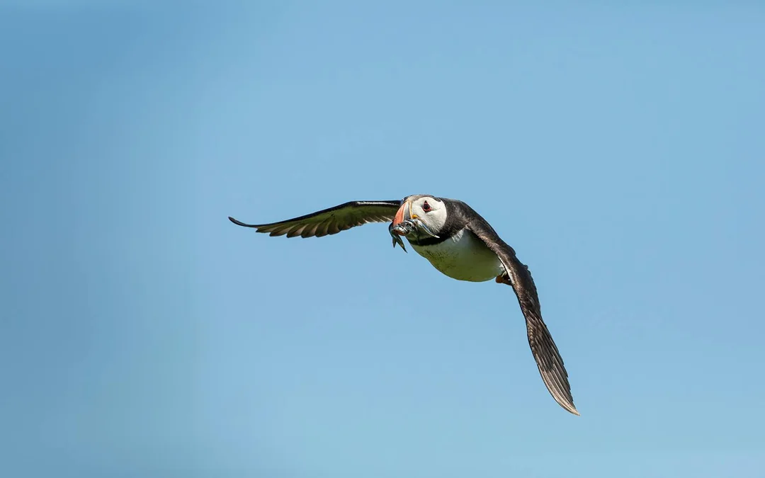 Reykjavik: Puffin Watching Boat Tour Image 5
