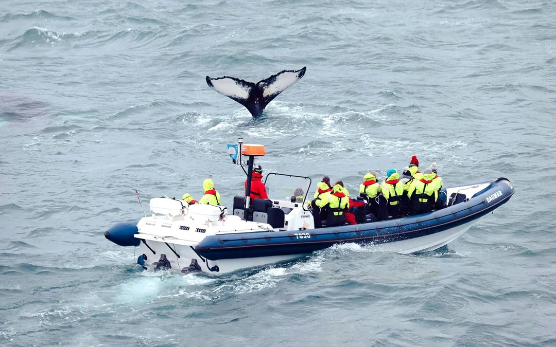 Reykjavik: Whale Watching Tour on an RIB Speedboat Image 1