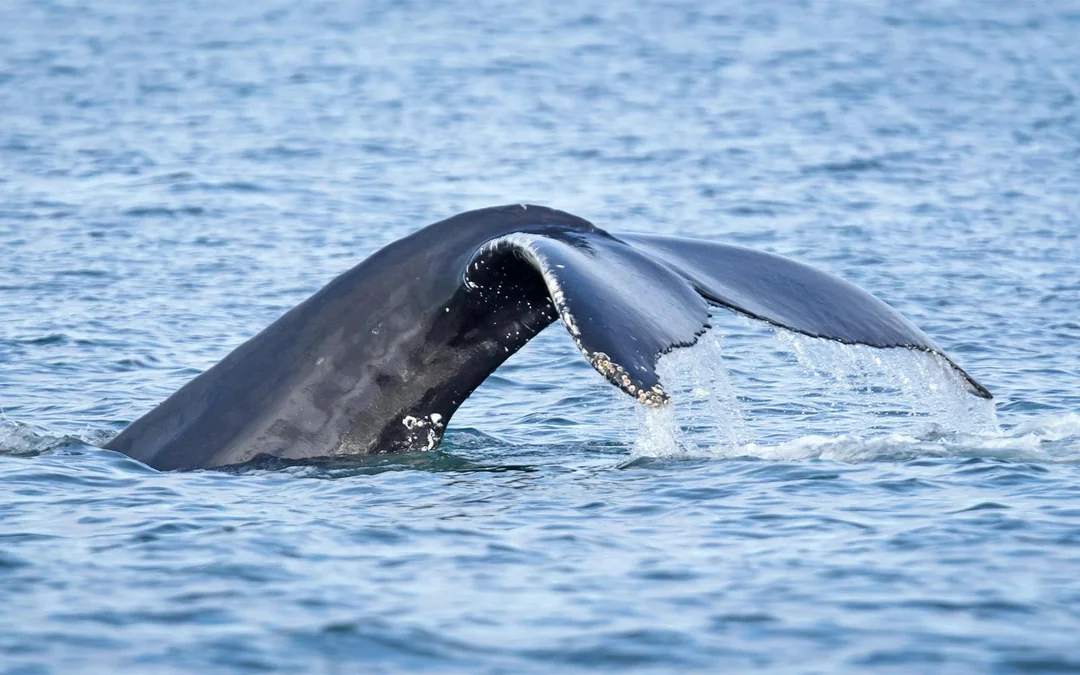 Reykjavik: Whale Watching Tour on an RIB Speedboat Image 2