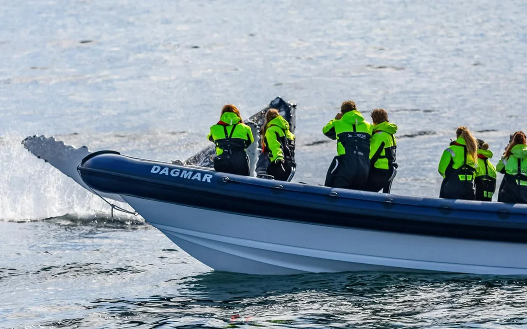 Reykjavik: Whale Watching Tour on an RIB Speedboat Image 3