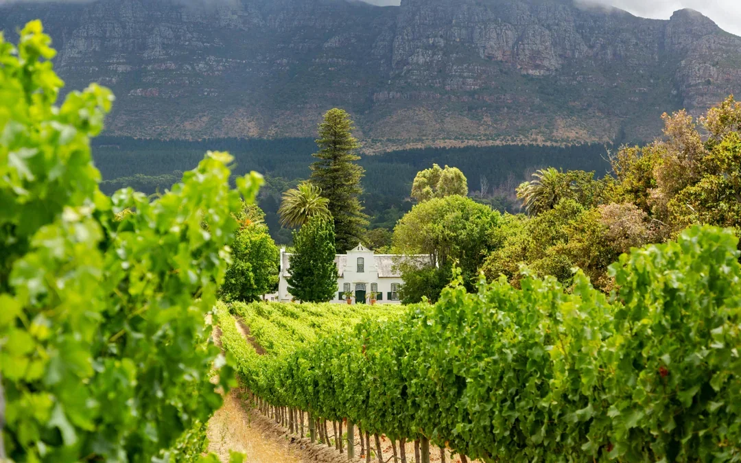 Robben Island, Kirstenbosch National Botanical Garden & Constantia Full-Day Tour with Wine Tasting Image 4