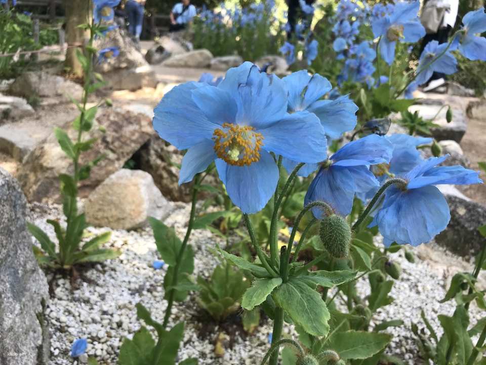 [Instant Reservation Confirmation] Rokko Alpine Botanical Garden | Hyogo, Kobe