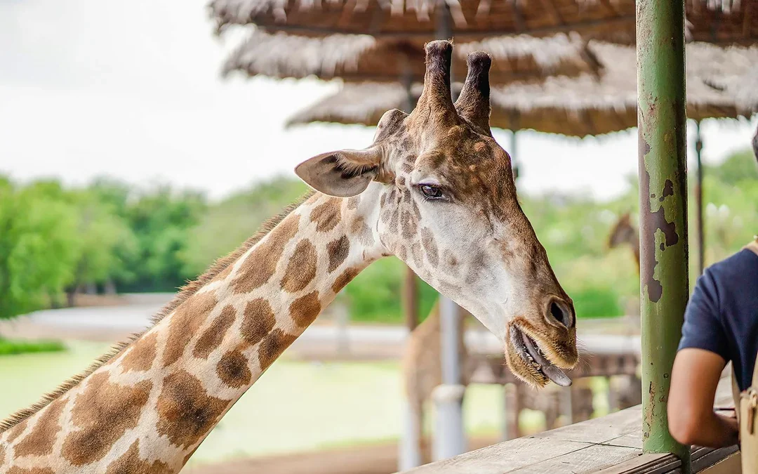 Safari World + Marine Park Tickets with Lunch and Optional Transfers
 Image 9