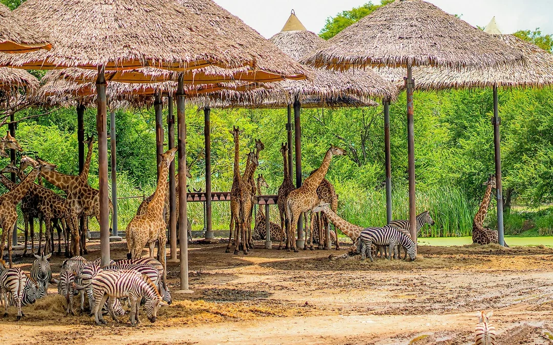 Safari World Tickets with Optional Lunch Image 7