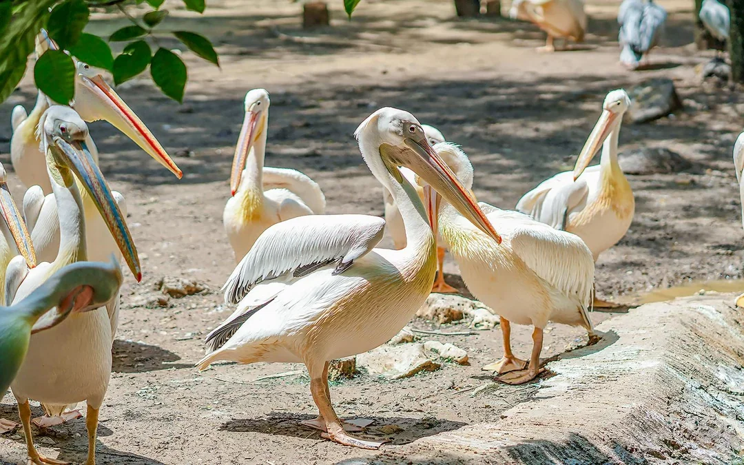 Safari World Tickets with Optional Lunch Image 8