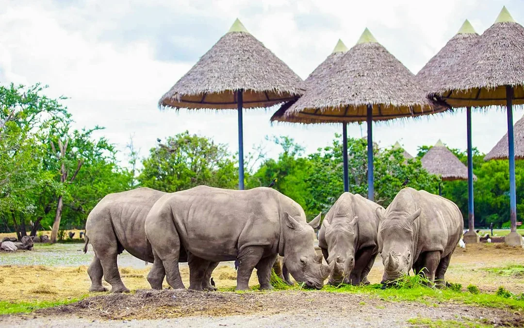 Safari World Tickets with Optional Lunch Image 9