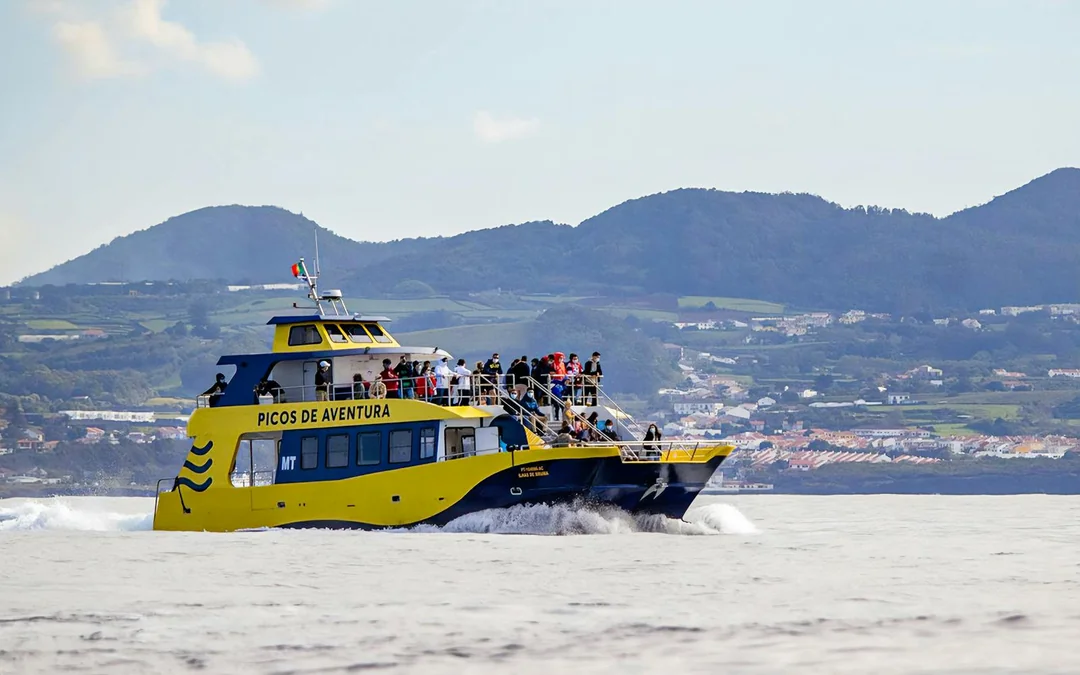 São Miguel: Whale Watching Catamaran Tour Image 2