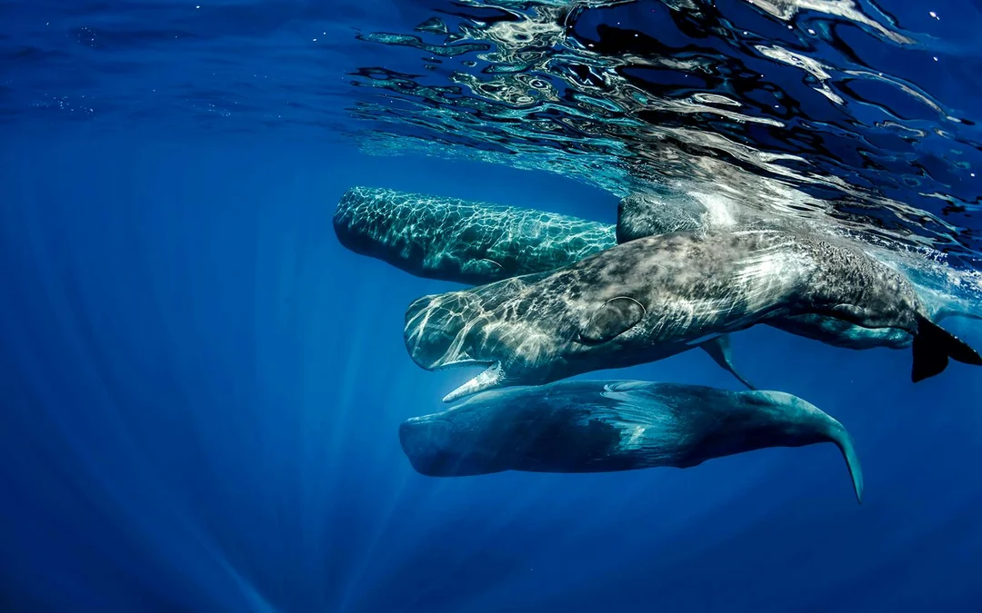 São Miguel: Whale Watching Catamaran Tour Image 3