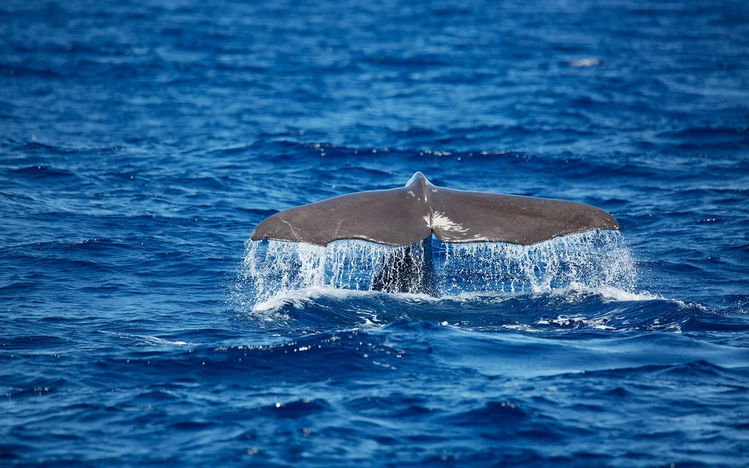 São Miguel: Whale Watching Catamaran Tour Image 4