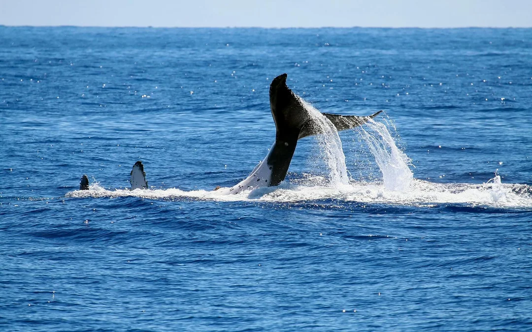 São Miguel: Whale Watching Catamaran Tour Image 5