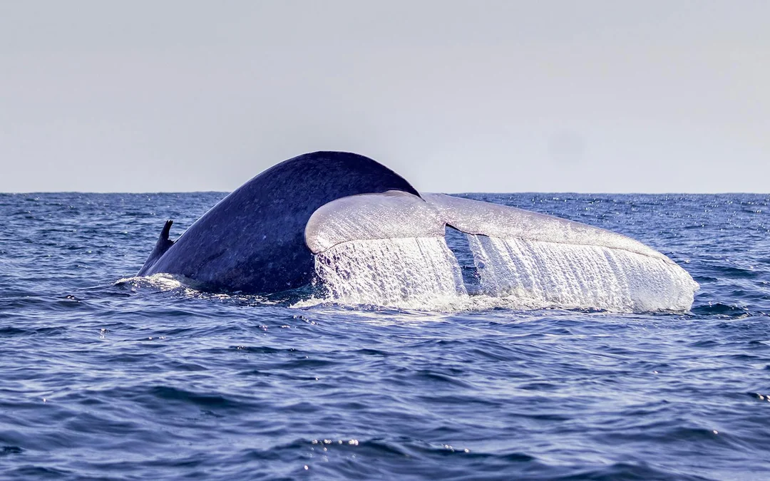 São Miguel: Whale Watching Catamaran Tour Image 7