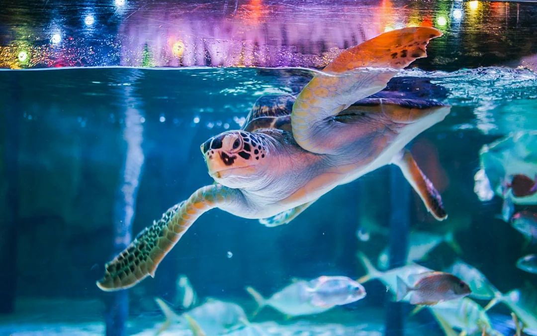 SEA Life Bangkok and Glass Bottom Boat Image 9