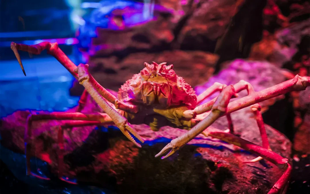 SEA LIFE Bangkok Tickets Image 3
