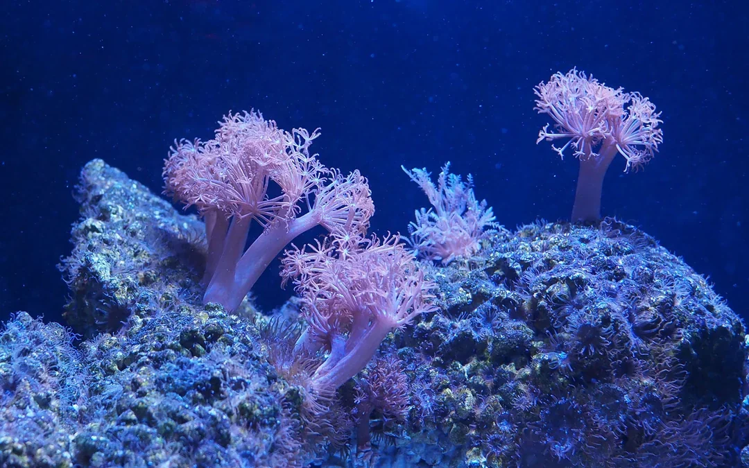 SEA LIFE Bangkok Tickets Image 10