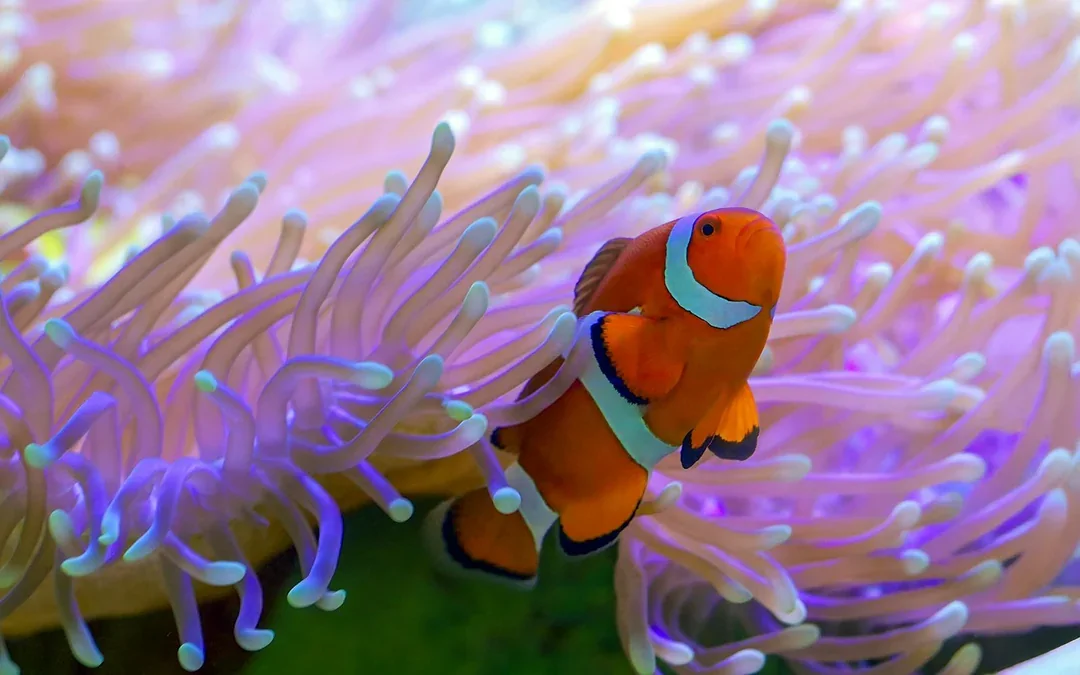 SEA LIFE London Aquarium: Deluxe Package Image 4
