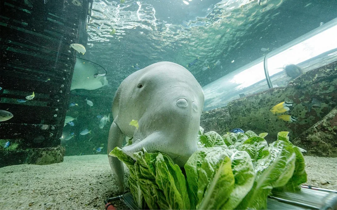 SEA LIFE Sydney Aquarium Tickets Image 7