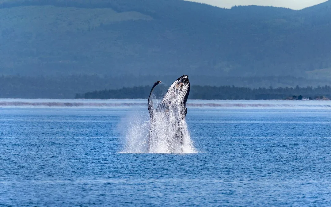 Seattle WIldlife & Whale Watching Tour Image 3