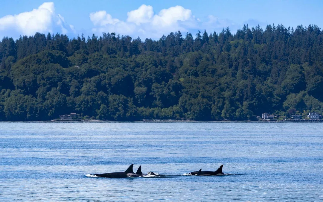 Seattle WIldlife & Whale Watching Tour Image 8