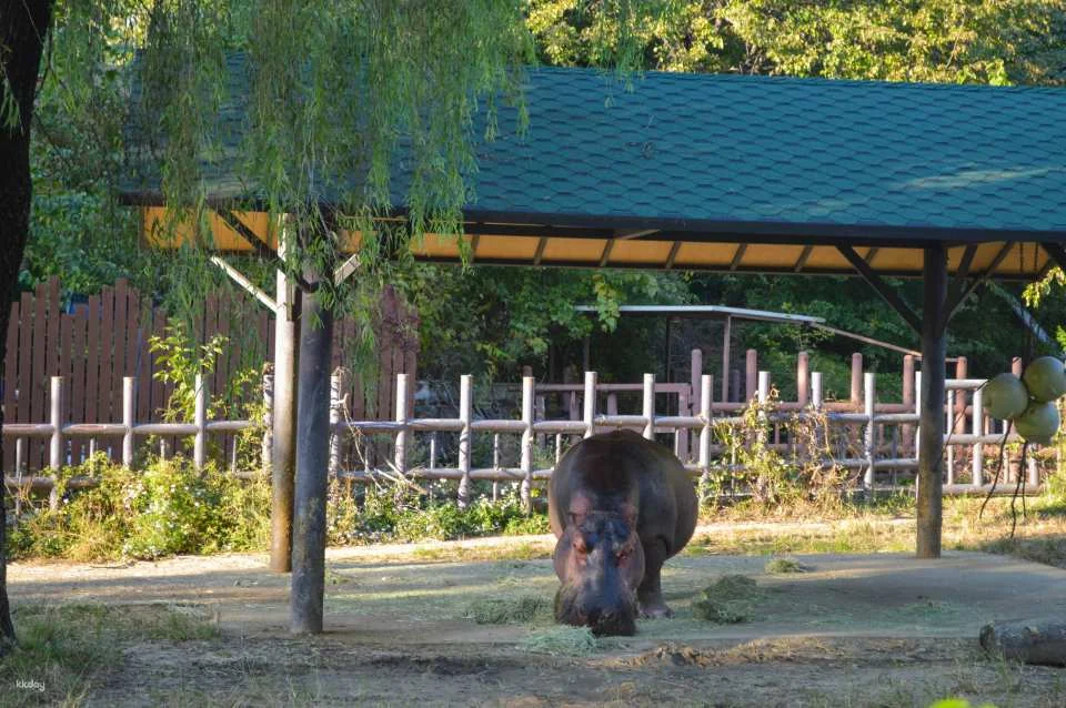 Seoul Grand Park Ticket Package | Zoo Ticket & Sky Lift