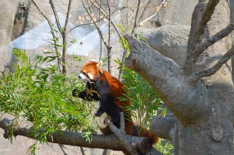 Seoul Grand Park Ticket Package | Zoo Ticket & Sky Lift