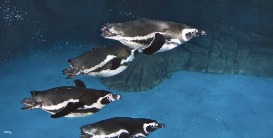 Shanghai Ocean Aquarium: Admission Ticket | China