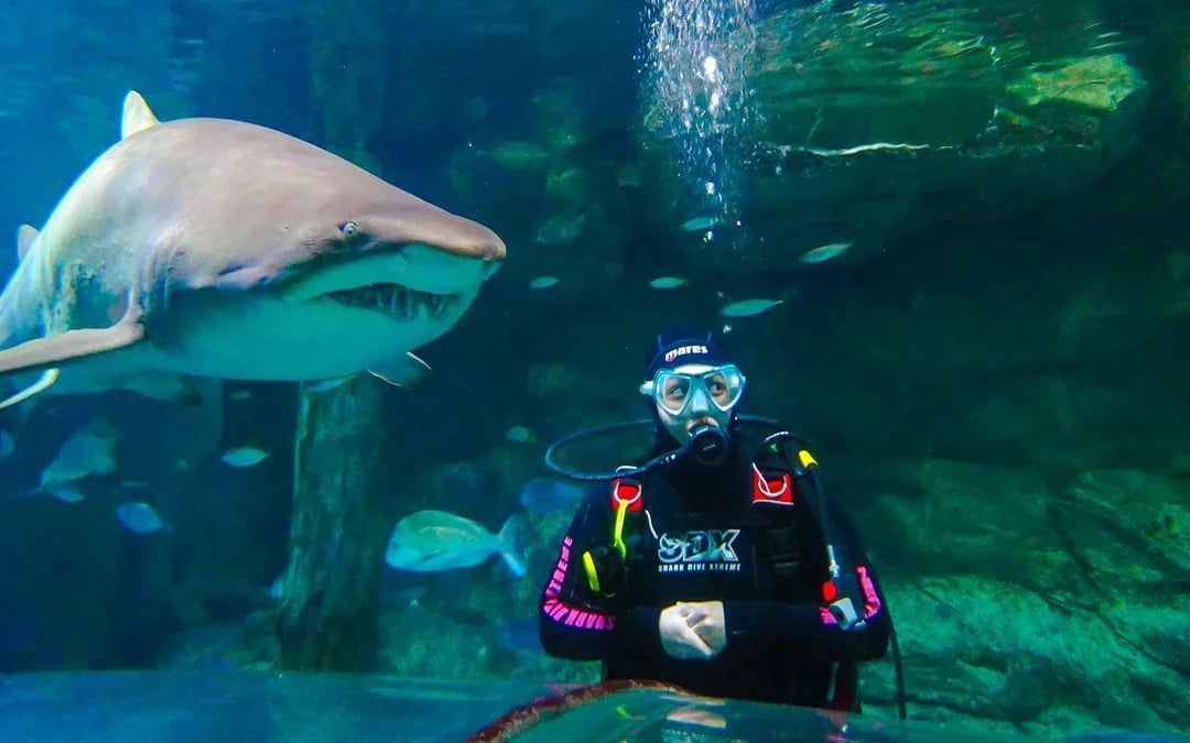 Shark Dive Xtreme Tickets at SEA LIFE Sydney Aquarium Image 2