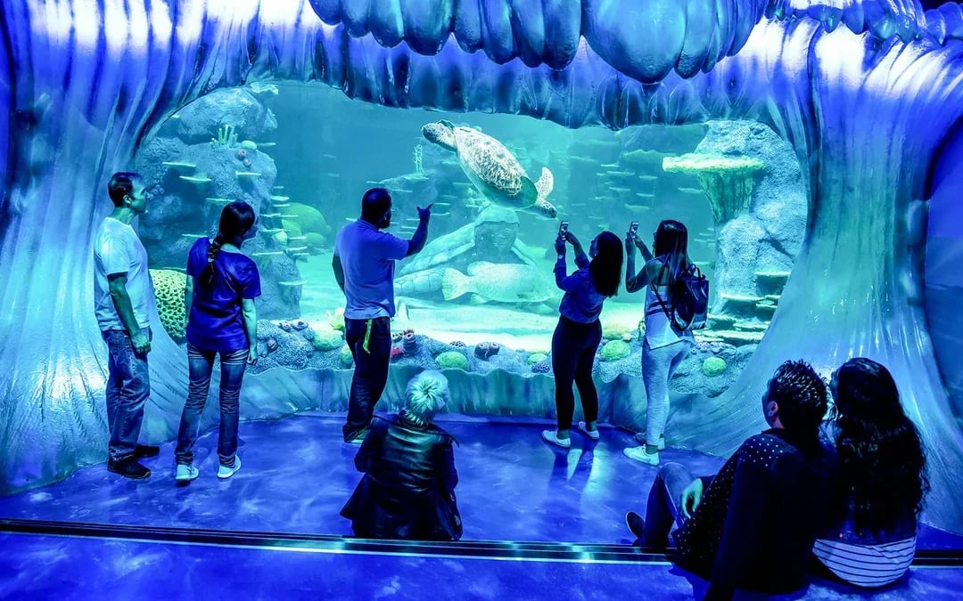 Shark Dive Xtreme Tickets at SEA LIFE Sydney Aquarium Image 4