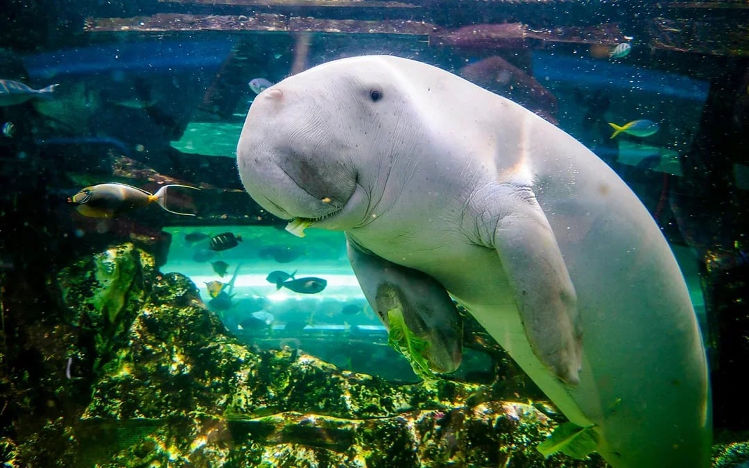 Shark Dive Xtreme Tickets at SEA LIFE Sydney Aquarium Image 5