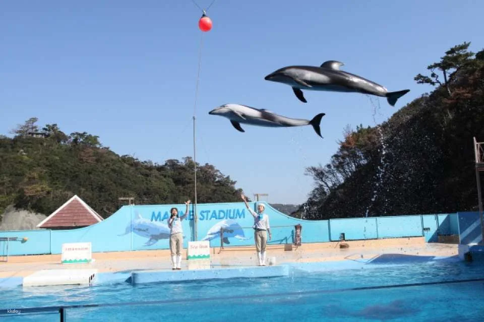 Shimoda Aquarium Admission Ticketď˝Shizuoka, Japan