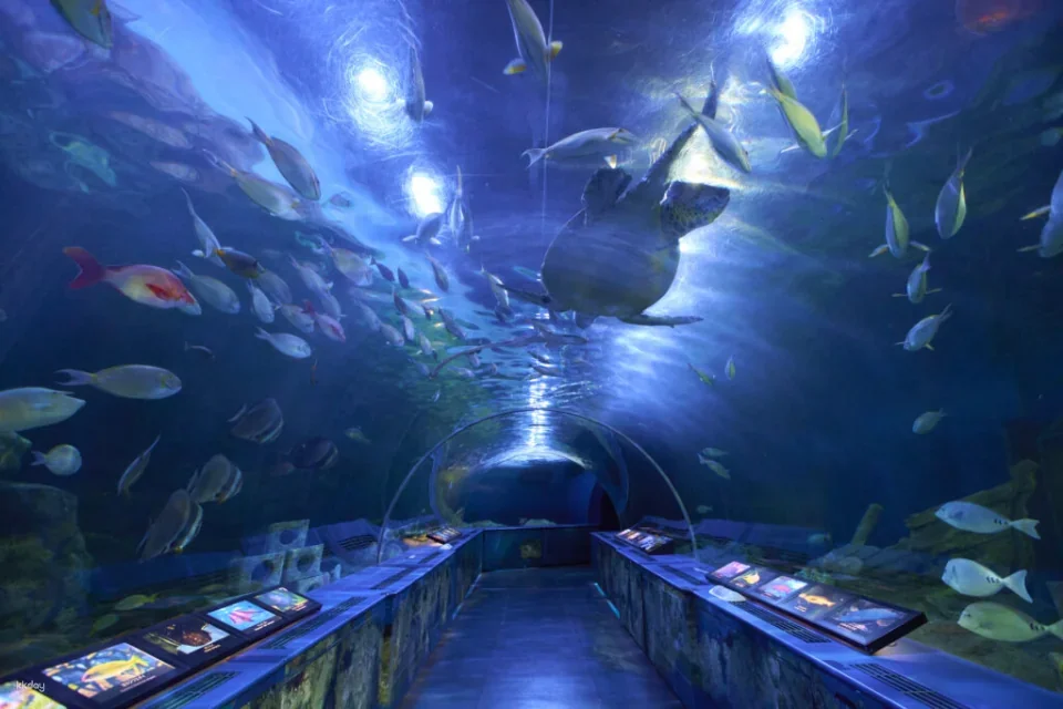 Shinagawa Aquarium, Tokyo, Japan | Tickets
