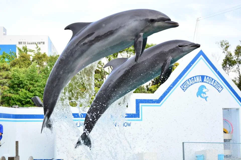 Shinagawa Aquarium, Tokyo, Japan | Tickets