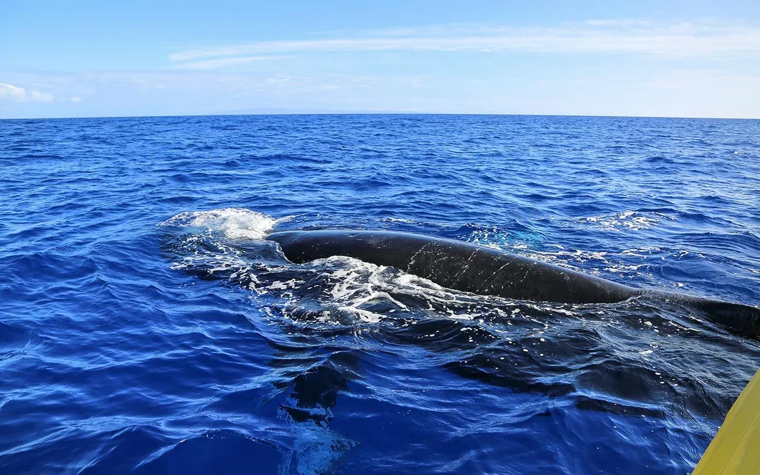 Small-Group Whale Watching Cruise from Maʻalaea Harbor Image 3