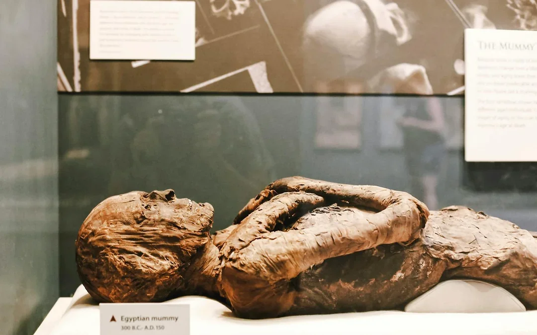 Smithsonian National Museum of Natural History Tours Image 5