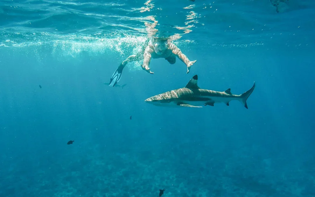 Snorkel with Sharks: Yasawa Island Day Trip With Buffet Lunch & Transfers Image 1