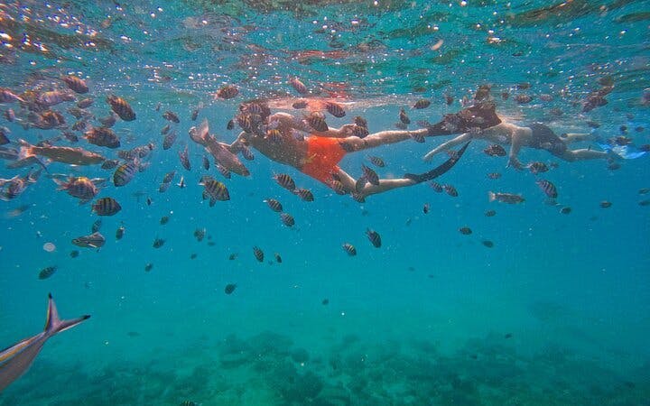 Snorkeling Experience with Turtles in Fujairah Coral Reefs with Equipment and Refreshments Image 4