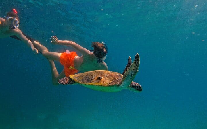 Snorkeling Experience with Turtles in Fujairah Coral Reefs with Equipment and Refreshments Image 10